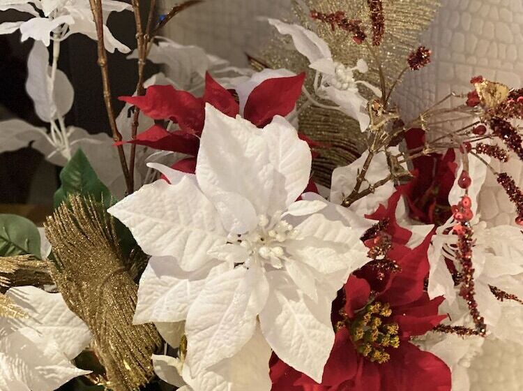 בית מלון כפרי Venus Neo