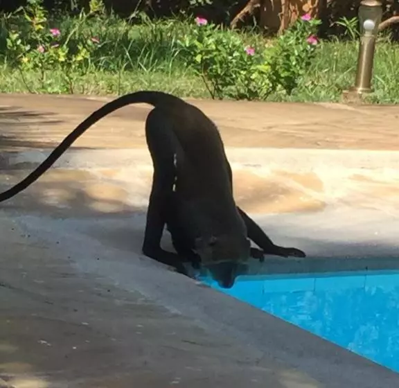 تختخواب و صبحانه Peekaboo Diani Beach