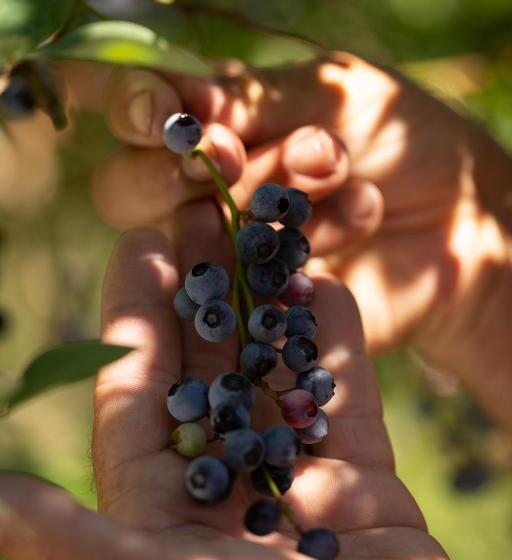 Dona Adelia Hotel E Restaurante
