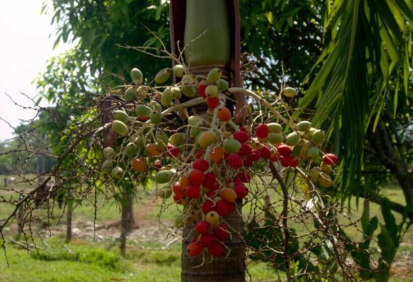 בית מלון כפרי Rio Humadea