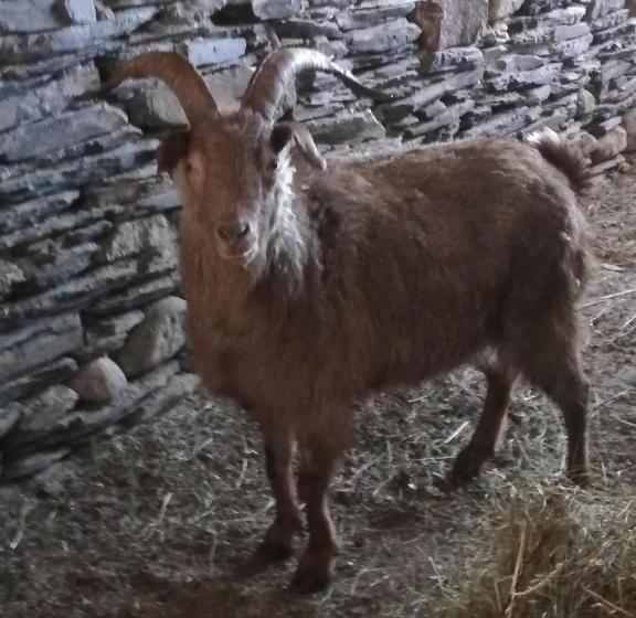 پانسیون Ushguli Hotel Riho