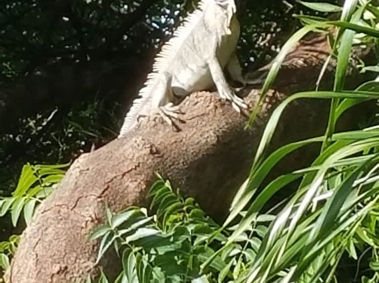 הוסטל Rosa Guesthouse