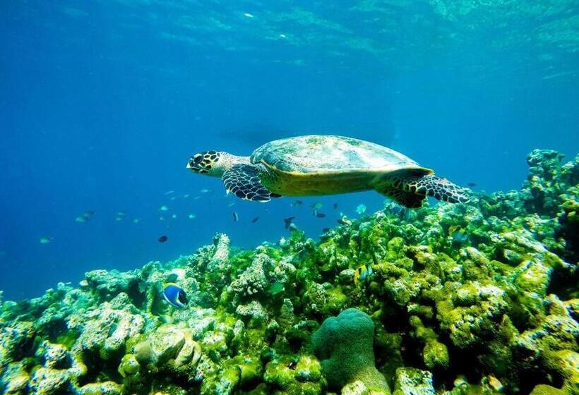 هتل Old Town Inn Maldives