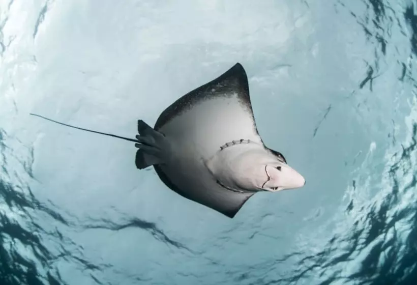 هتل Sandies Bathala