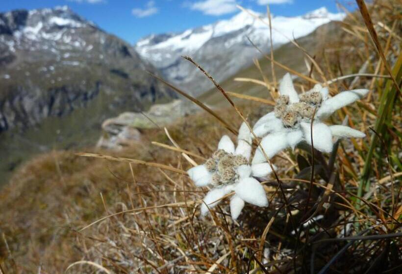 旅馆 Gasthof Islitzer