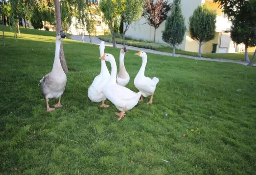 Basaranlar Thermal Otel