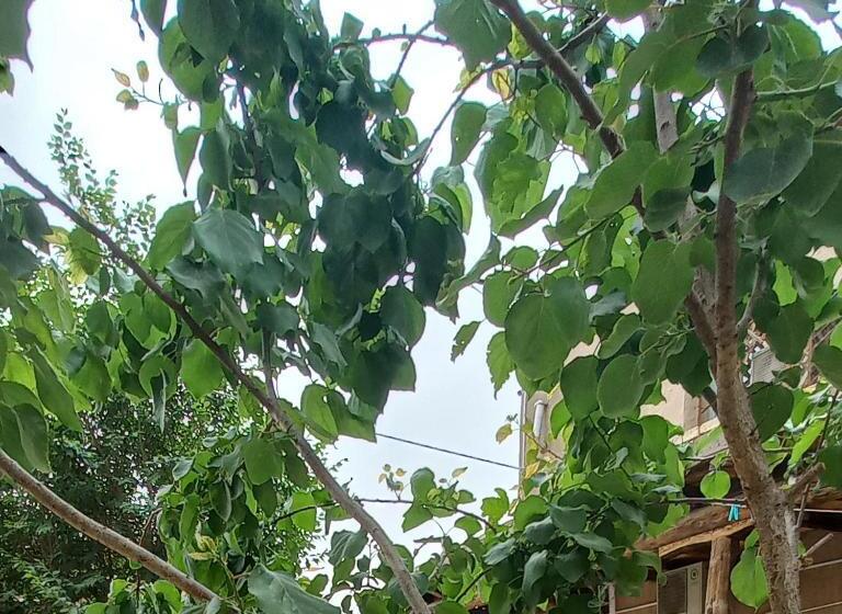 بنسيون B&b, Khiva ,, Abdullah  In Ichan Kala