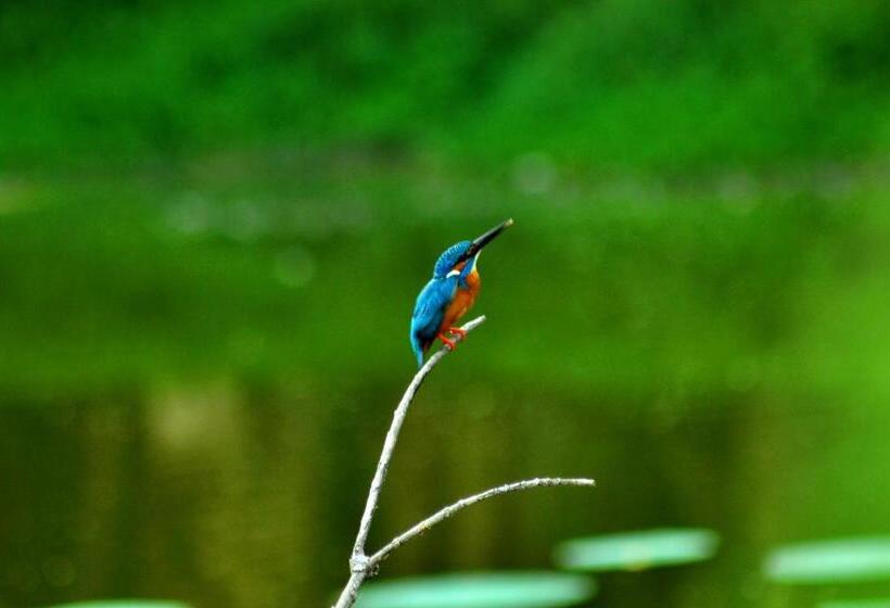 בית מלון כפרי Ayubowan Swiss Lanka Bungalow Resort