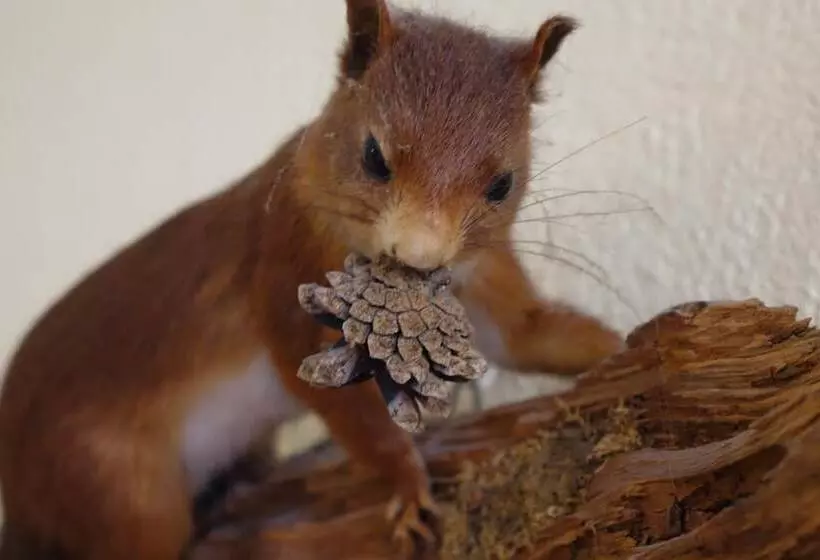 Pension Am Nicolaiplatz