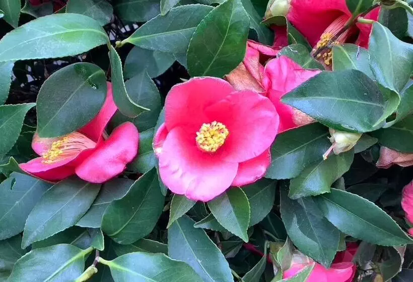 Aamiaismajoitus (B&B) Lodi Hill House