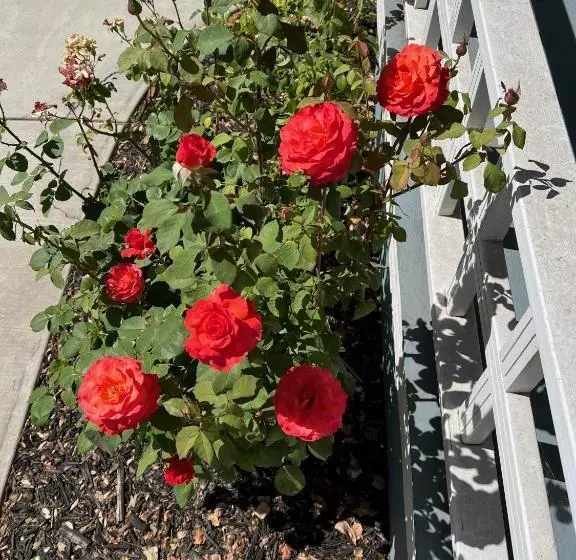 Aamiaismajoitus (B&B) Lodi Hill House