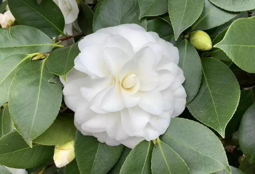 Aamiaismajoitus (B&B) Lodi Hill House