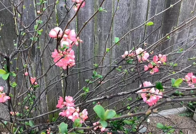 Aamiaismajoitus (B&B) Lodi Hill House