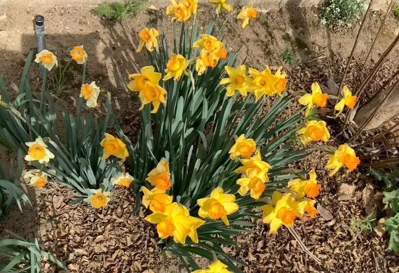 Aamiaismajoitus (B&B) Lodi Hill House