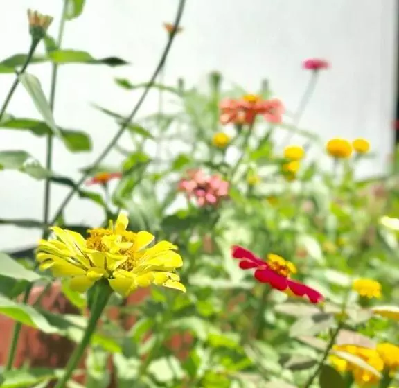 ホテル Sai Seashell Rest Inn Nilaveli