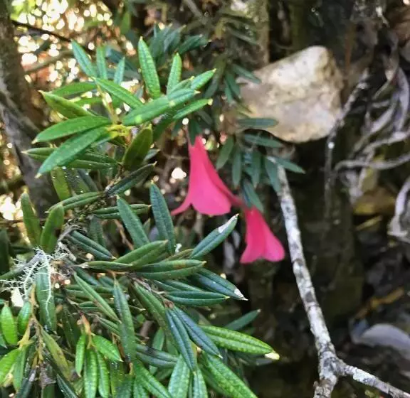 Hotelli Parque La Pajarera