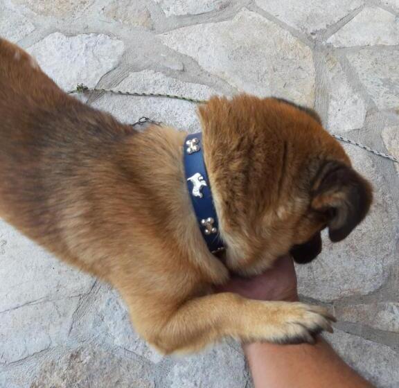 پانسیون Nijona 1