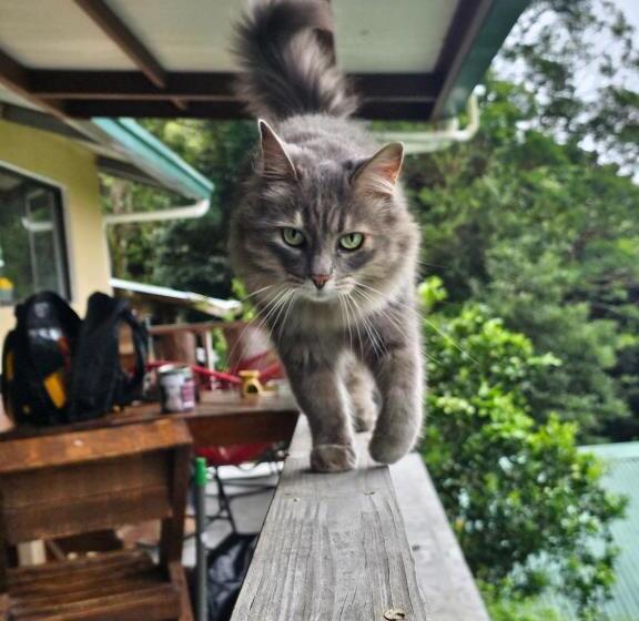 تختخواب و صبحانه Eco Horqueta