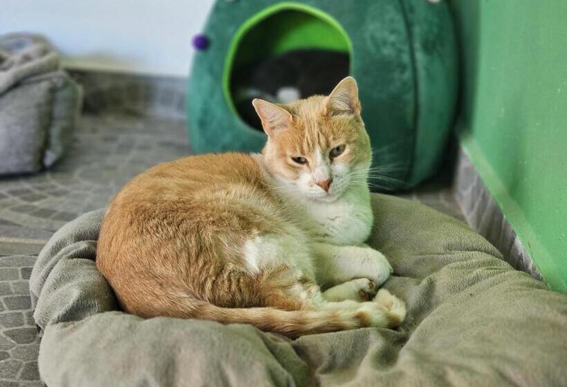 تختخواب و صبحانه Eco Horqueta