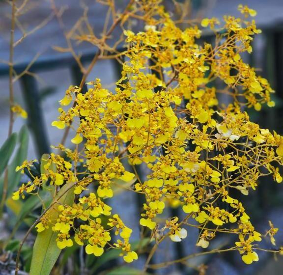 تختخواب و صبحانه Eco Horqueta