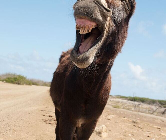 هاستل Hakuna Matata Bonaire Beach & Diving