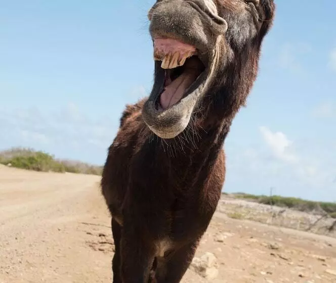 هاستل Hakuna Matata Bonaire   Beach & Diving