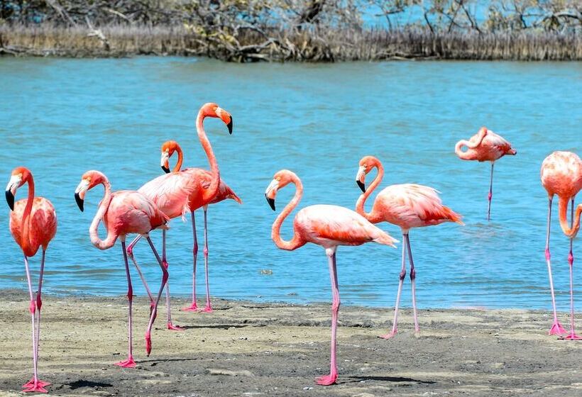 هاستل Hakuna Matata Bonaire Beach & Diving