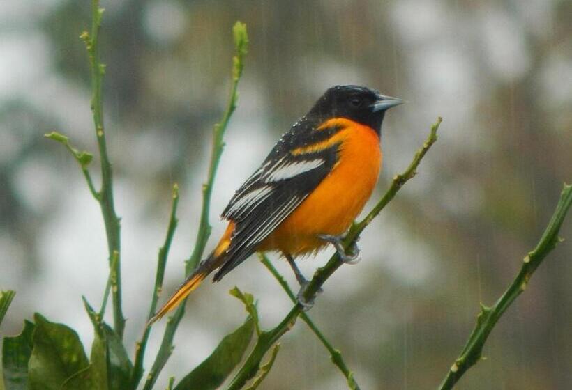 Пансион Karandi Hostel