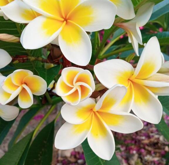 Hotel Lucrezia's Garden Zanzibar