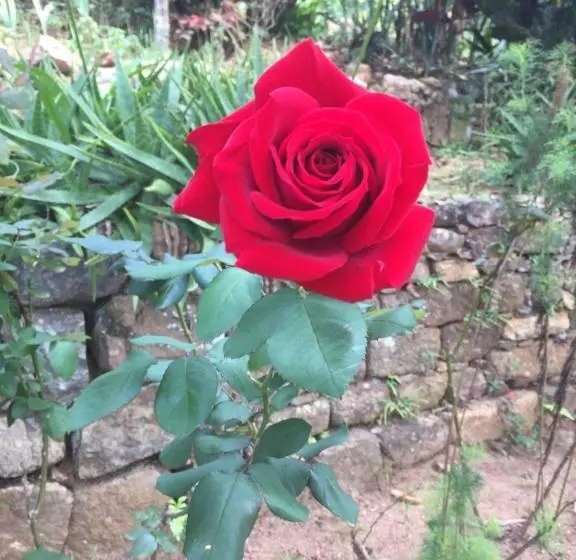 ペンション Gammaduwa Heritage Bungalow And Tea Gardens