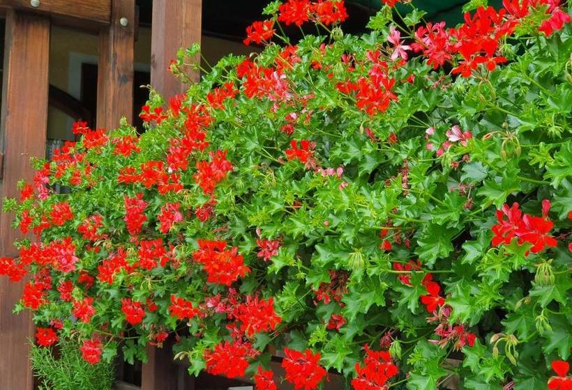 酒店 Ristorante Château