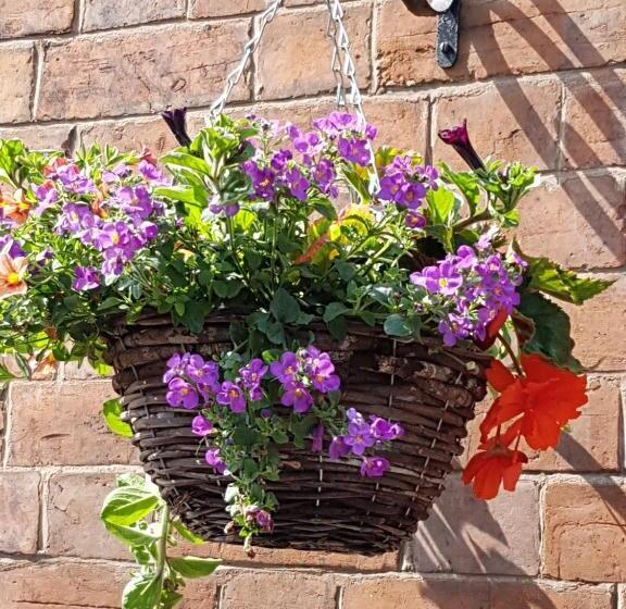 بنسيون Alexandra Lodge Guest House