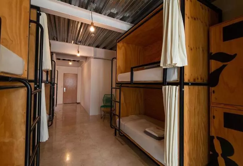 هاستل Mayan Monkey Los Cabos   Adults Only
