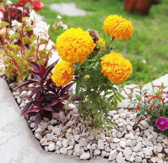 פנסיון Hostal Mariscal Sucre