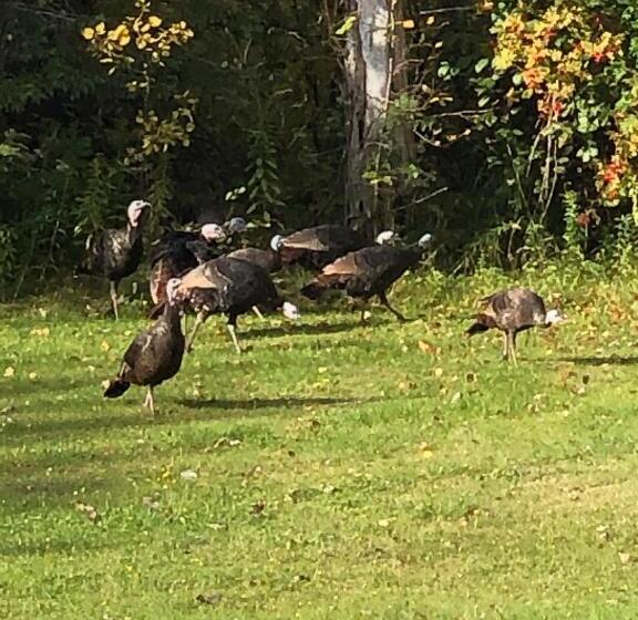 ユースホステル Auberge Pique Nique