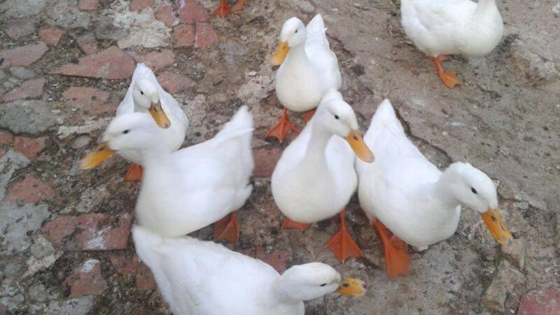 膳宿费 Rural Pantano De Burgomillodo