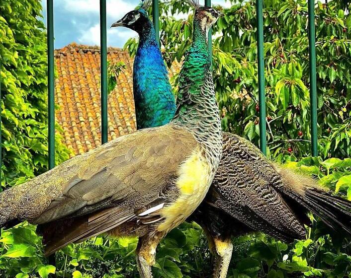 هتل Casa Dos Barros Winery Lodge By Vintage Theory