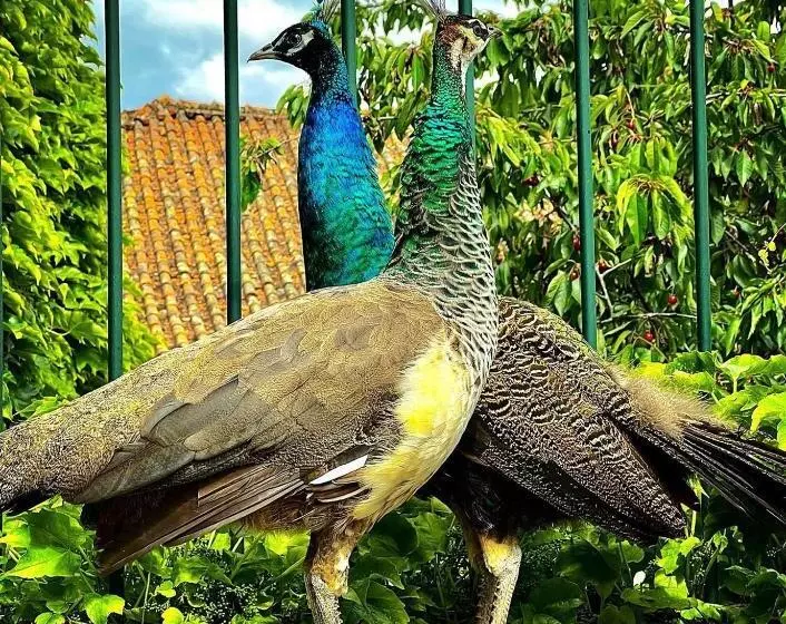 ホテル Casa Dos Barros Winery Lodge By Vintage Theory