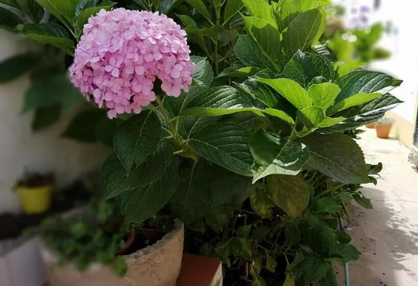 Majatalo Residencial Idalio