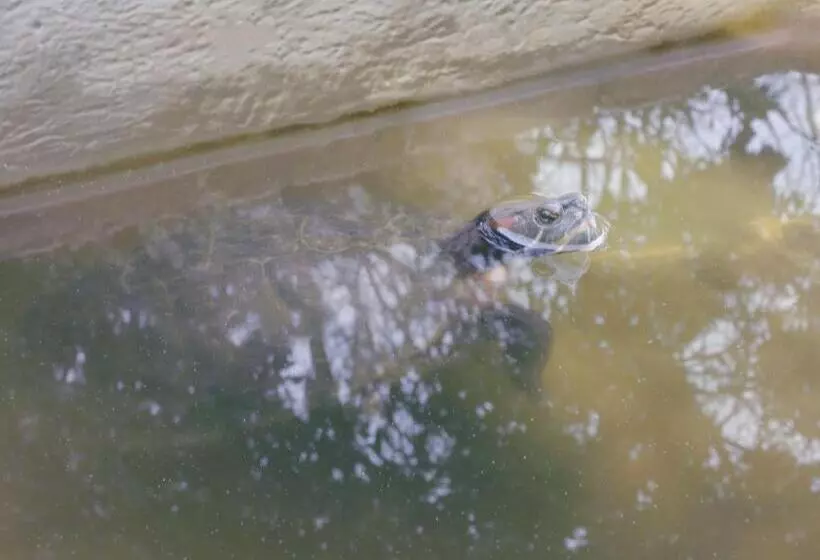 Majatalo Calalanotte