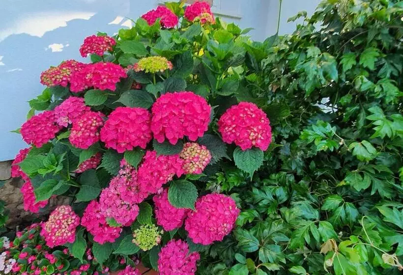 پانسیون Arenosu Comfort Country Resort