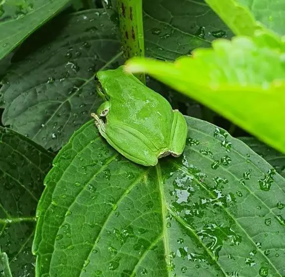 پانسیون Arenosu Comfort Country Resort