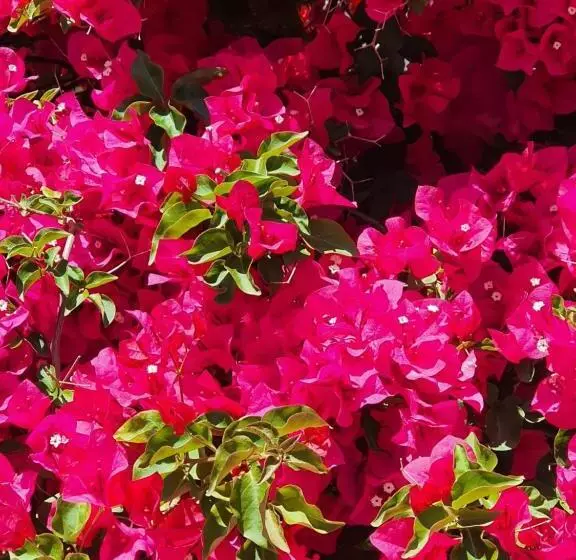 پانسیون Arenosu Comfort Country Resort