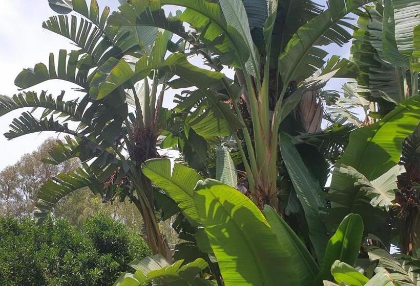 膳宿费 Arenosu Comfort Country Resort