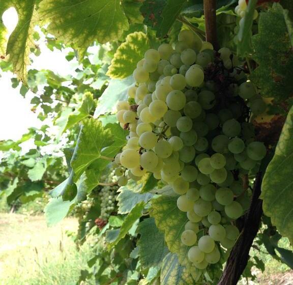 בית מלון כפרי Azienda Agricola Campion