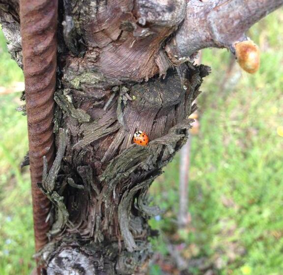 בית מלון כפרי Azienda Agricola Campion