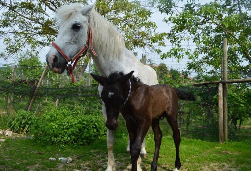 בית מלון כפרי Azienda Agricola Campion