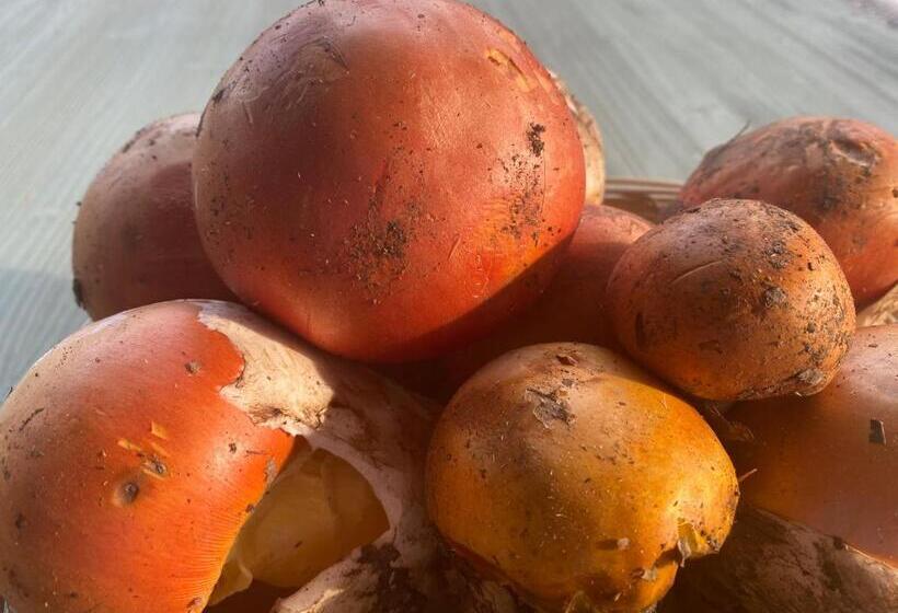 هتل Agriturismo Grammelot