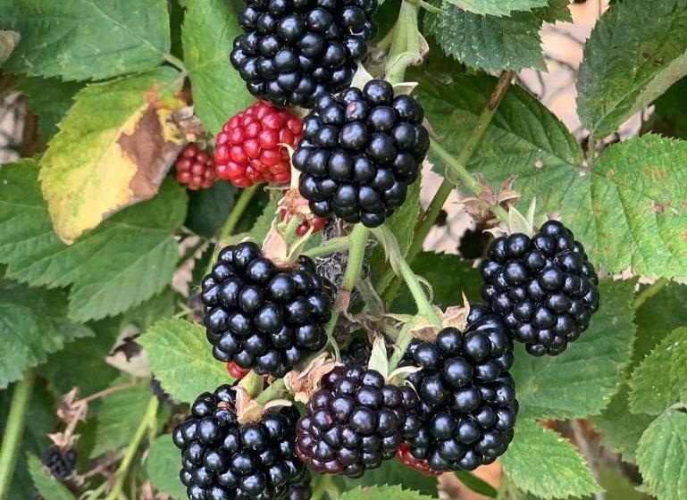 هتل Agriturismo Grammelot