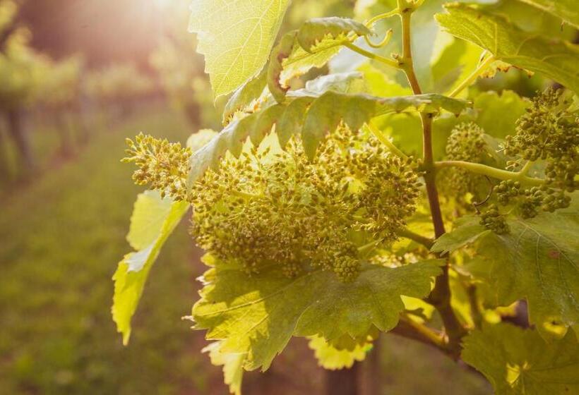 Отель Fattoria Le Vegre